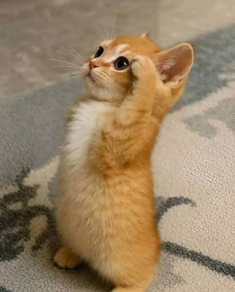 Cat standing up and saying Salut